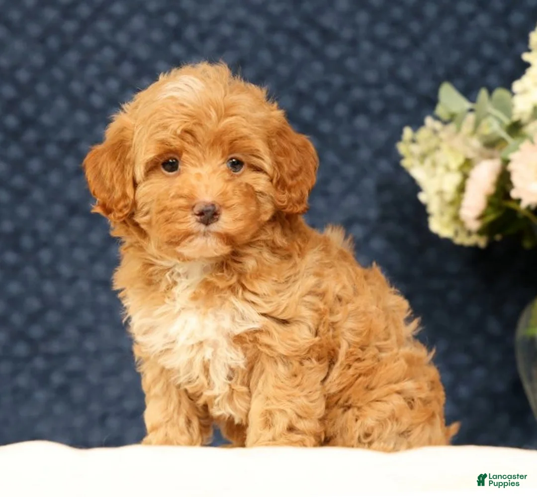 Havapoo dogs for sale: Hazel - Ad 2
