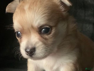 Chihuahua dogs - Ad 5