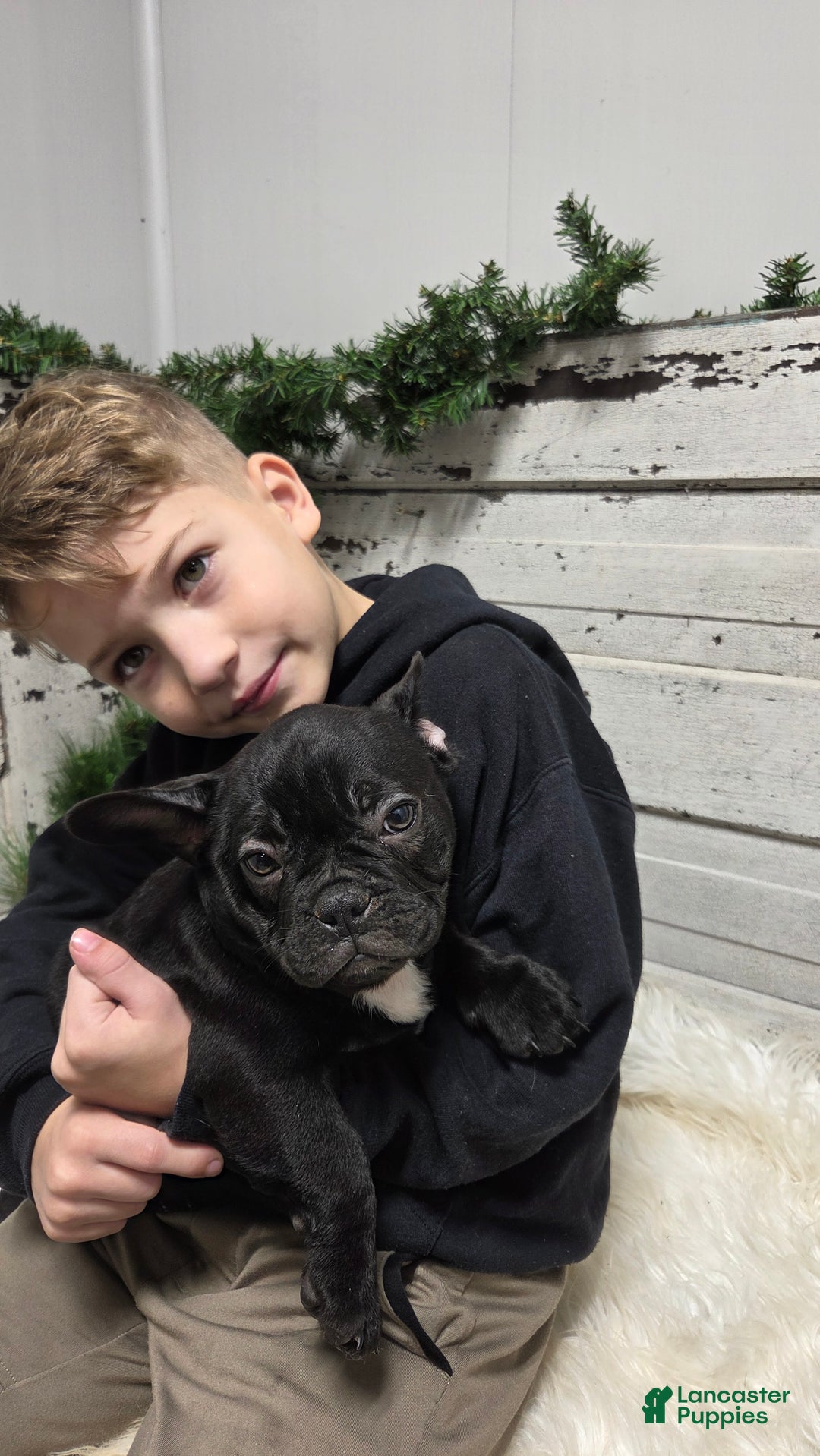 French Bulldog dogs for sale: Casper - Ad 3
