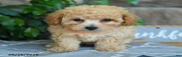 Maltipoo dogs for sale: Selah - Ad 3