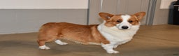 Welsh Corgi Pembroke dogs for sale: Corabelle - Ad 7