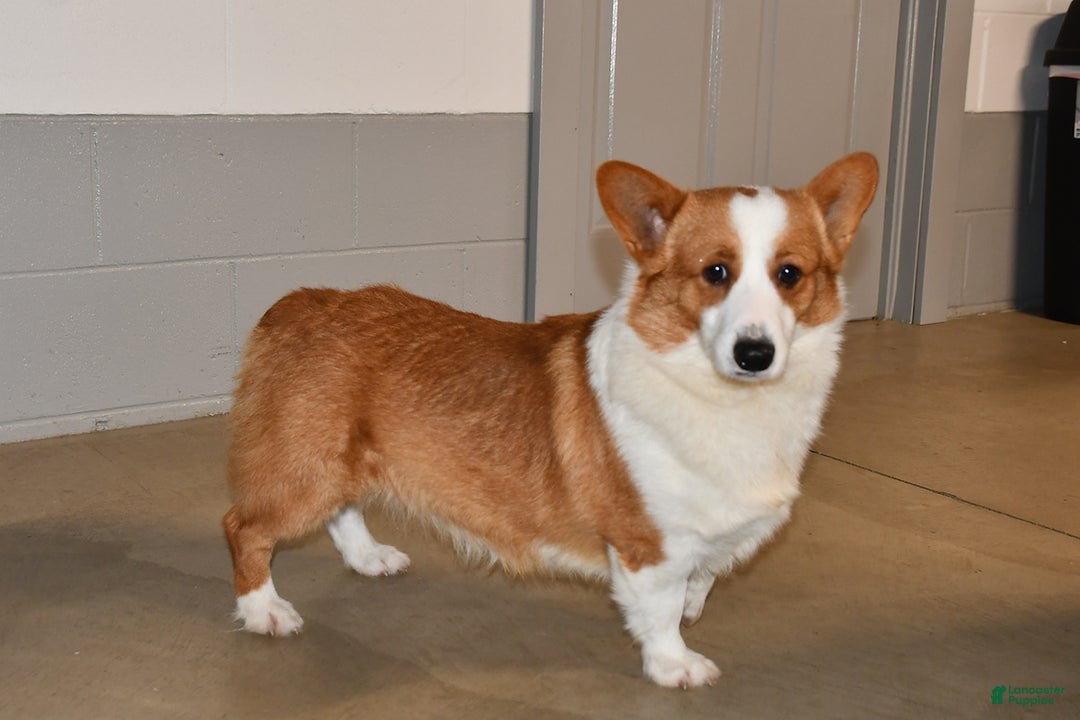 Welsh Corgi Pembroke dogs for sale: Corabelle - Ad 7