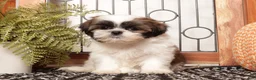 Shih Tzu dogs for sale: Hazel - Sassy Female Shihtzu - Ad 3