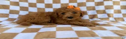 Mini Aussiedoodle dogs for sale: Ohana - Ad 5