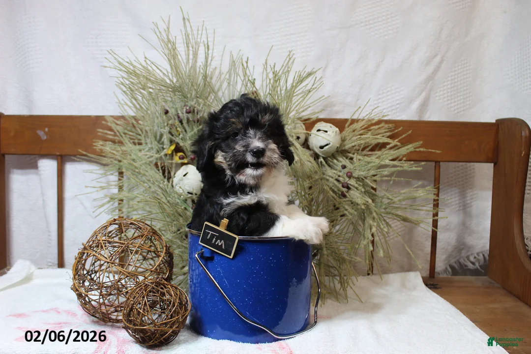 Corgipoo dogs for sale: Tim - Ad 1