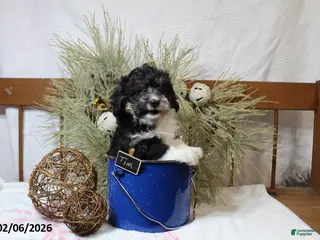 Corgipoo dogs Tim - Ad 5