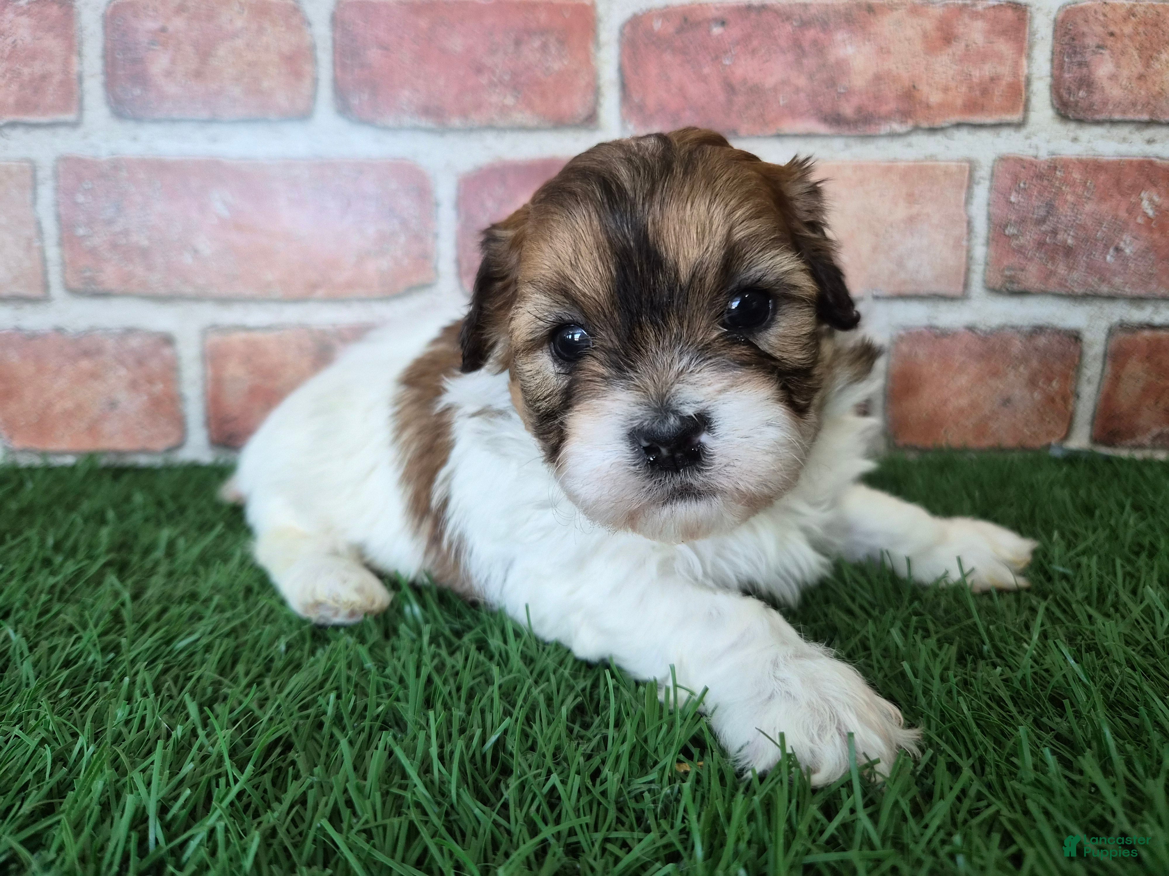 Shihpoo dogs Ellie - Ad 2