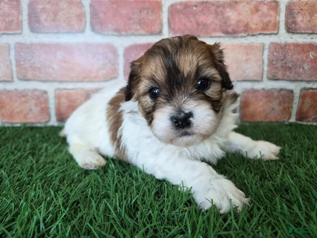 Shihpoo dogs for sale: Ellie - Ad 2