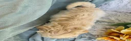 Shihpoo dogs for sale: Marshmallow - Ad 4