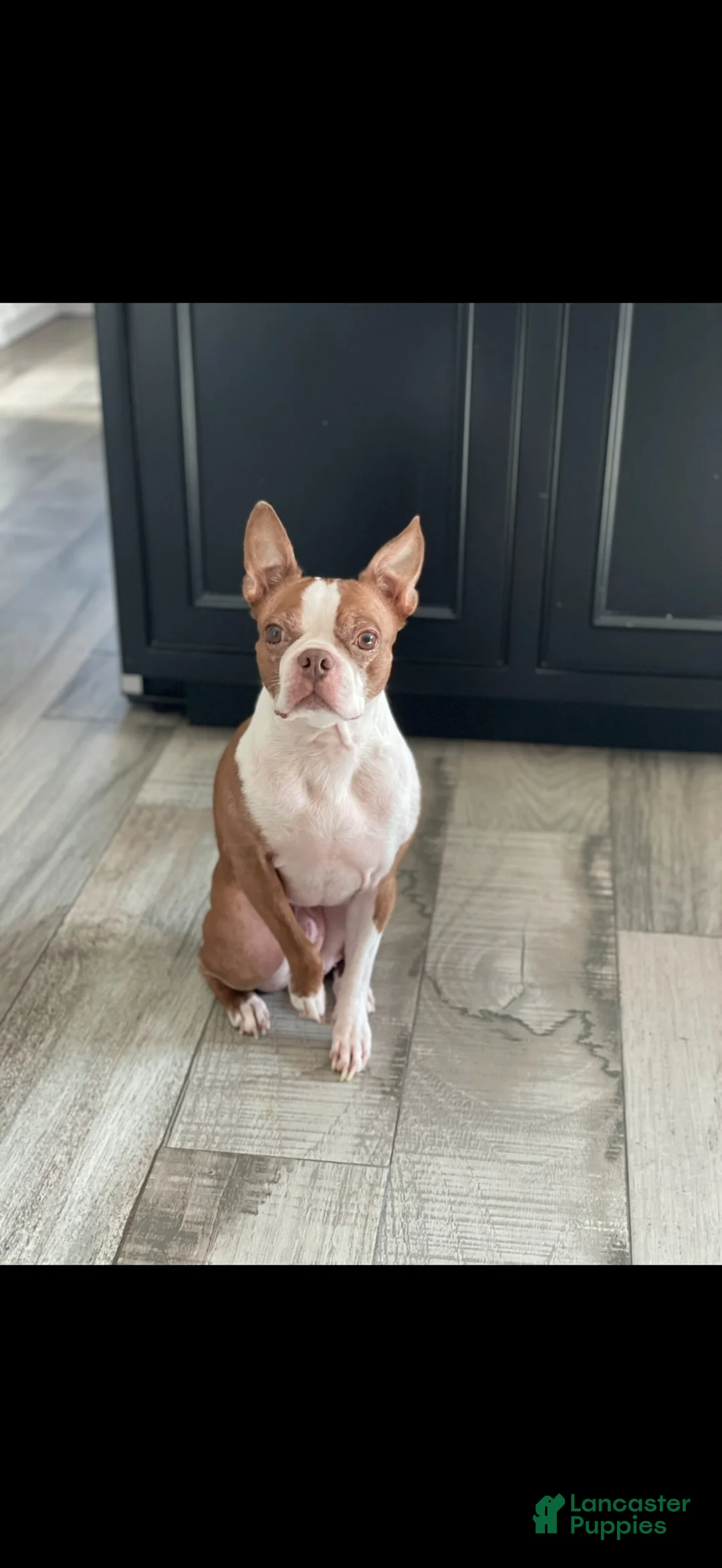Mixed Breed dogs for sale: Mixed Breed 1 - Ad 2