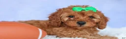 Cavapoo dogs for sale: TRAVIS - Ad 3