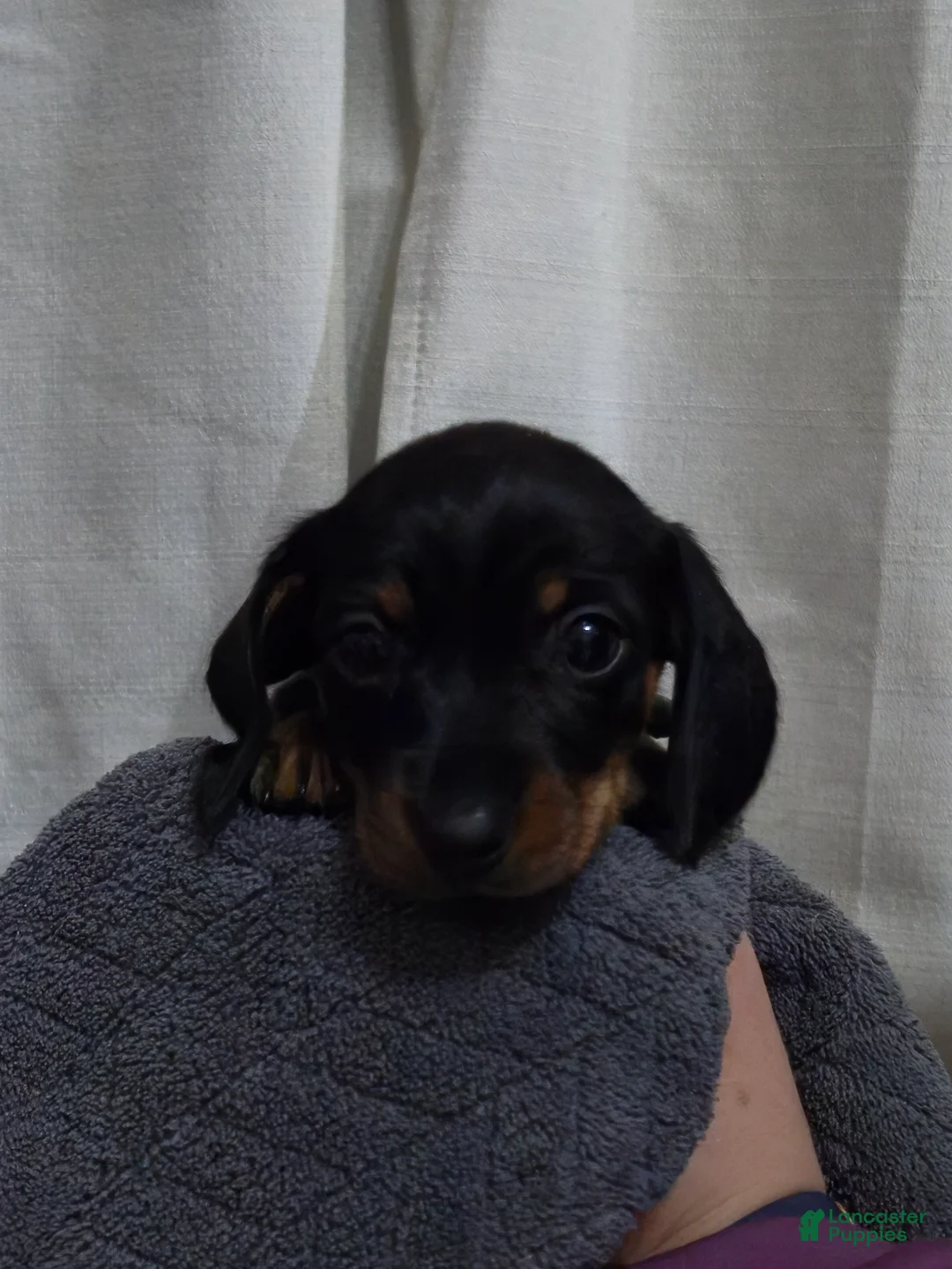 Dachshund dogs for sale: Dachshund Puppy 5 - Ad 1