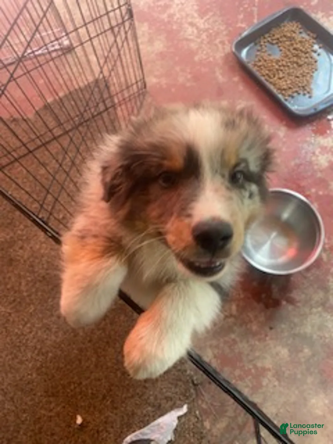 Australian Shepherd dogs for sale: Australian Shepherd 2 - Ad 1