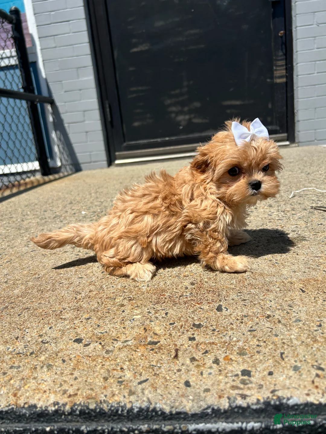 Cavapoo dogs for sale: Cavapoo 5 - Ad 2