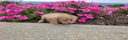 Miniature Dachshund dogs for sale: Harper - Ad 10