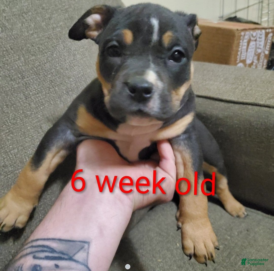 American Bully Puppy for sale in Easton Lancaster Puppies