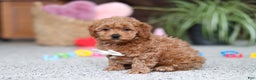 Cavapoo dogs for sale: Asher - Ad 2