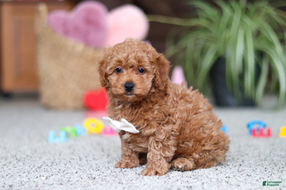 Cavapoo dogs for sale: Asher - Ad 2