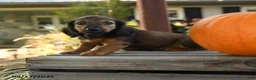 Miniature Dachshund dogs for sale: Pierre - Ad 2