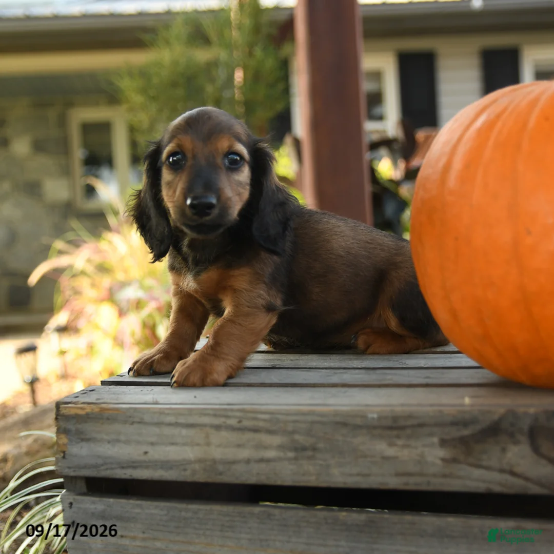 Miniature Dachshund dogs for sale: Pierre - Ad 2