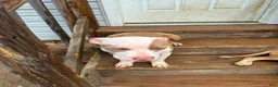 American Pit Bull Terrier dogs for sale: Jessie - Ad 3