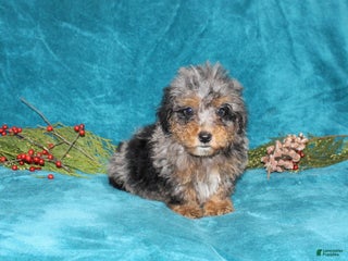 Miniature Poodle dogs Coby - Ad 33