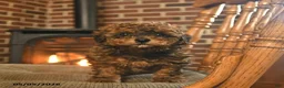 Toy Poodle dogs for sale: Jackpot - Ad 1