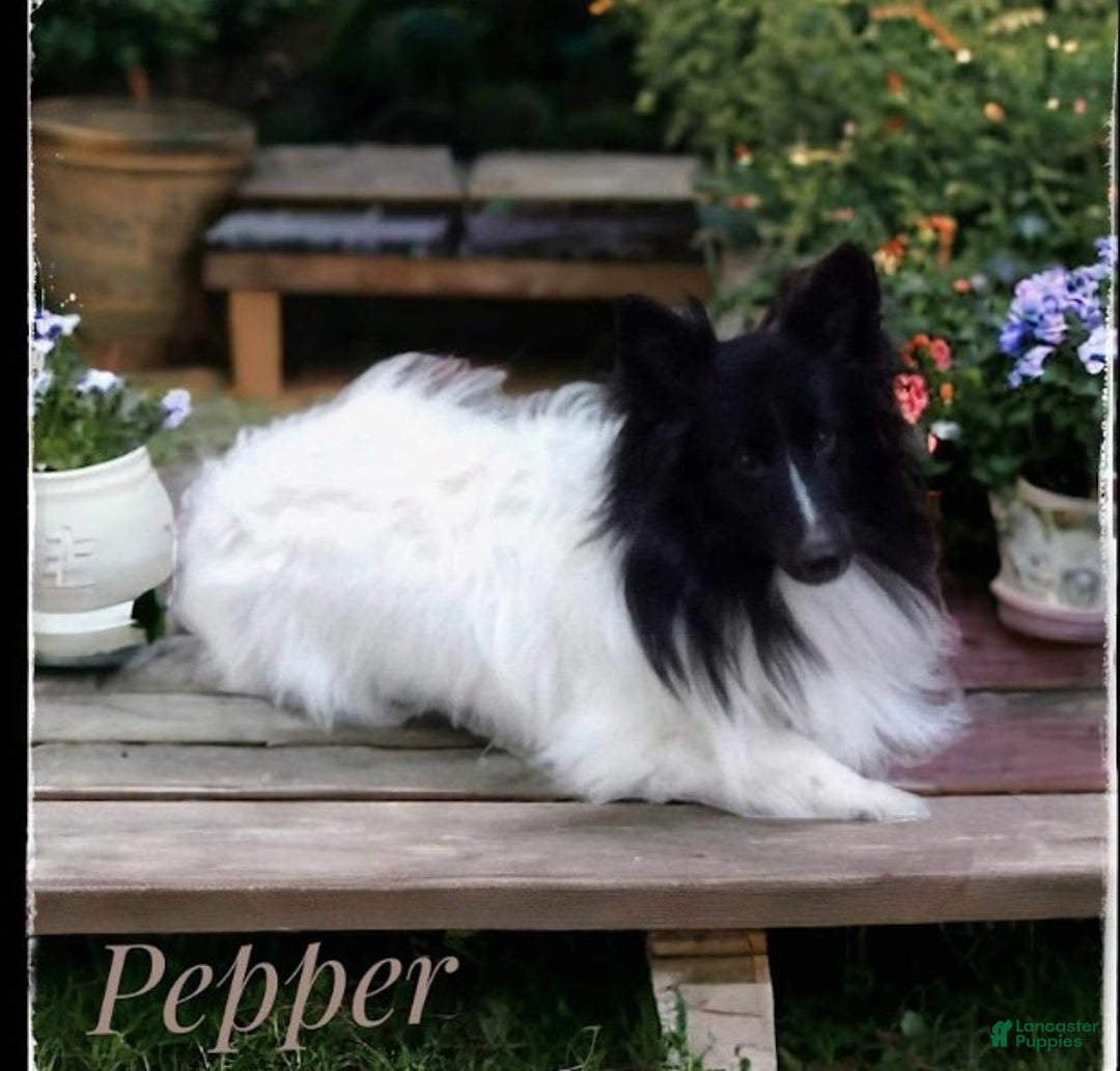 Shetland Sheepdog dogs for sale: Peridot (Perry) - Ad 2