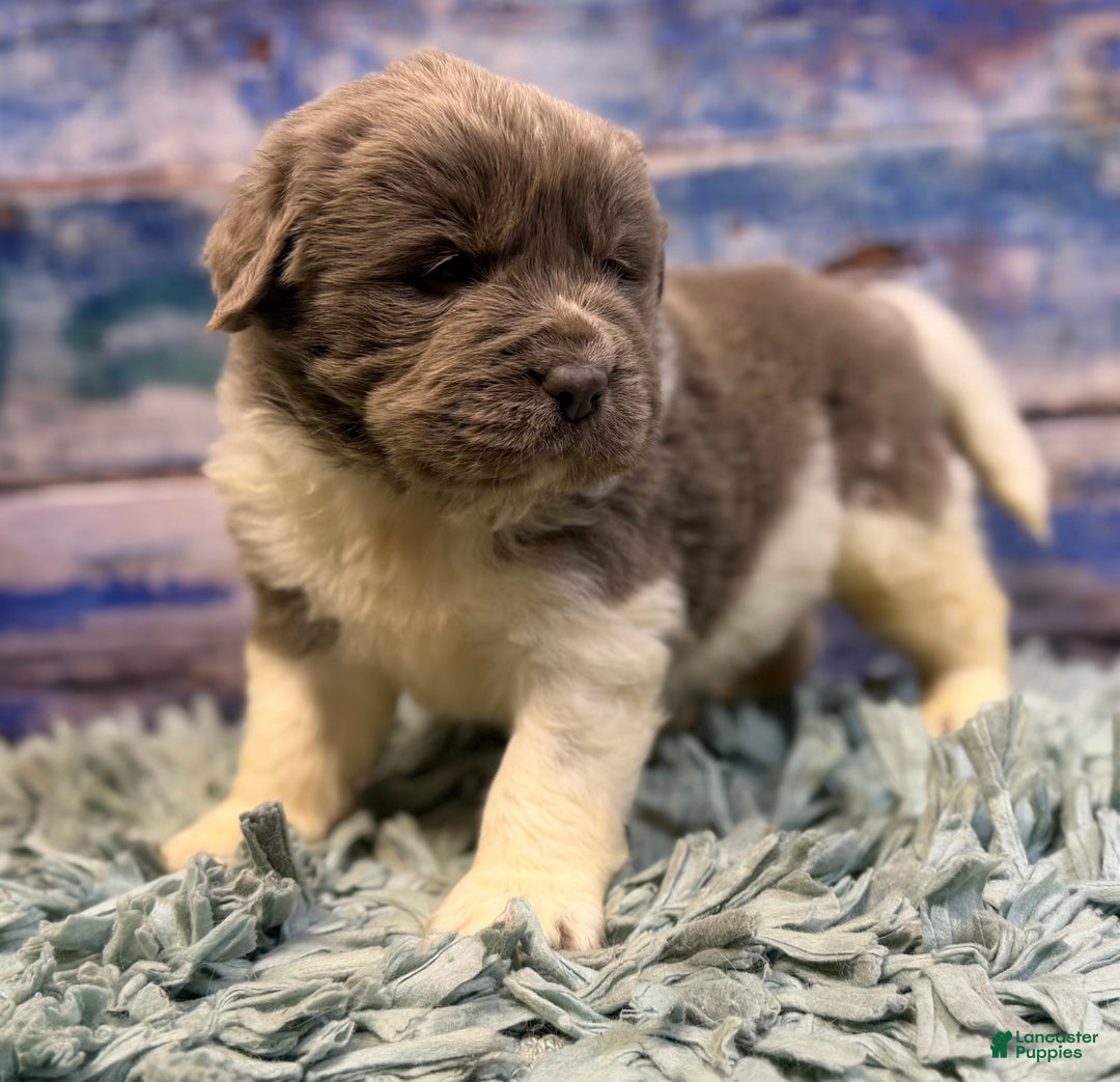 Mixed Breed dogs for sale: Steele OFA DNA  - Ad 7