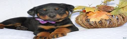 Rottweiler dogs for sale: Dolly - Ad 4