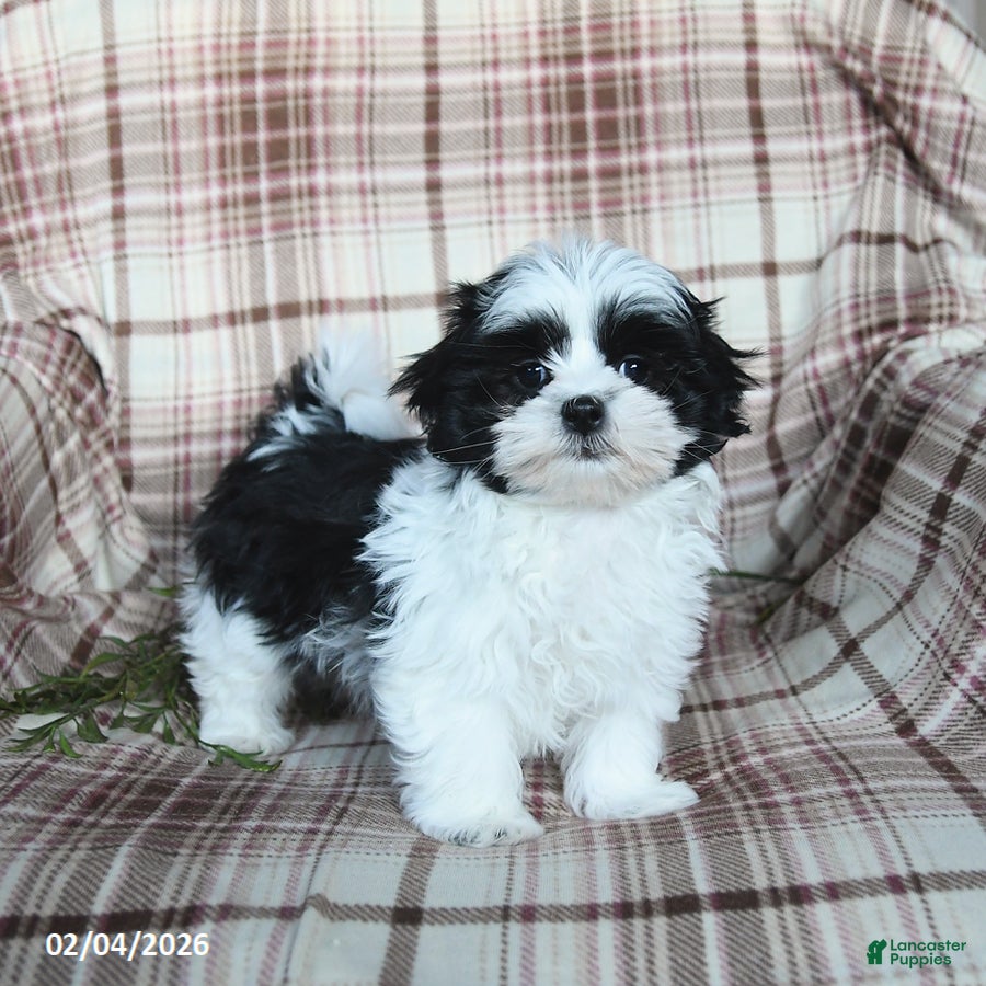 Malshi dogs Sterling - Ad 2