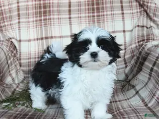 Malshi dogs Sterling - Ad 2