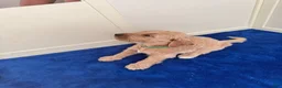 Goldendoodle dogs for sale: Goldendoodle 3 - Ad 9
