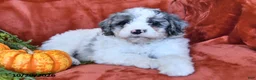 Aussiedoodle dogs for sale: Ace  - Ad 3