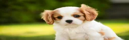 Cavalier King Charles Spaniel dogs for sale: Lars - Ad 1