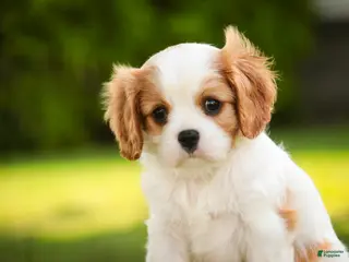 Cavalier King Charles Spaniel dogs for sale: Lars - Ad 2