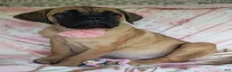 Cane Corso dogs for sale: Abby - Ad 6