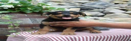 German Shepherd dogs for sale: Honey - Ad 9