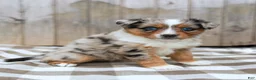 Australian Shepherd dogs for sale: Ranae - Ad 4