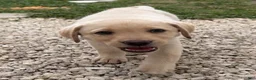 Labrador Retriever dogs for sale: Labrador Retriever Puppy 1 - Ad 2