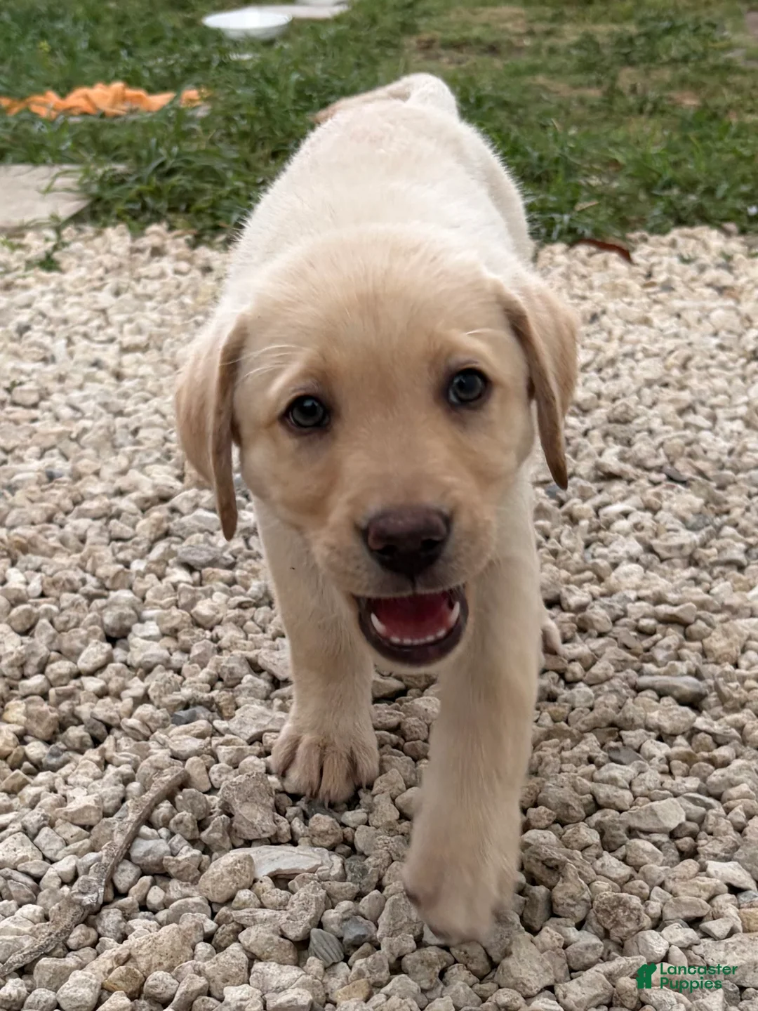 Labrador Retriever dogs for sale: Labrador Retriever Puppy 1 - Ad 2