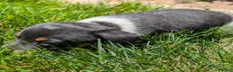 Jack Russell Terrier dogs for sale: Jack - Ad 3