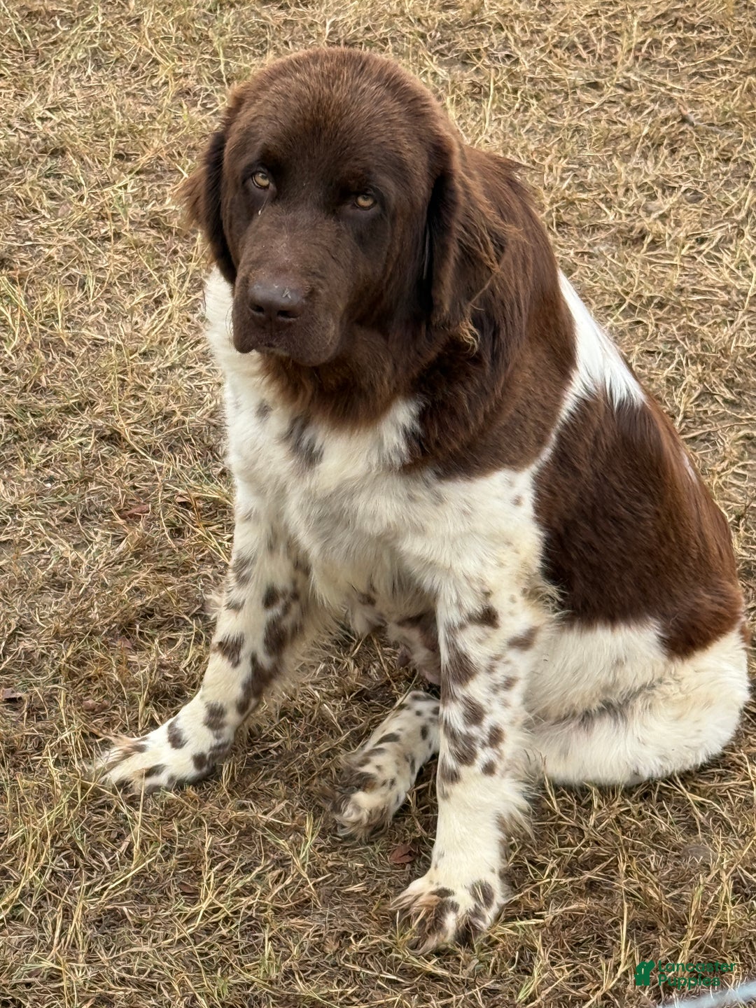 Newfoundland dogs for sale: Comet  - Ad 6