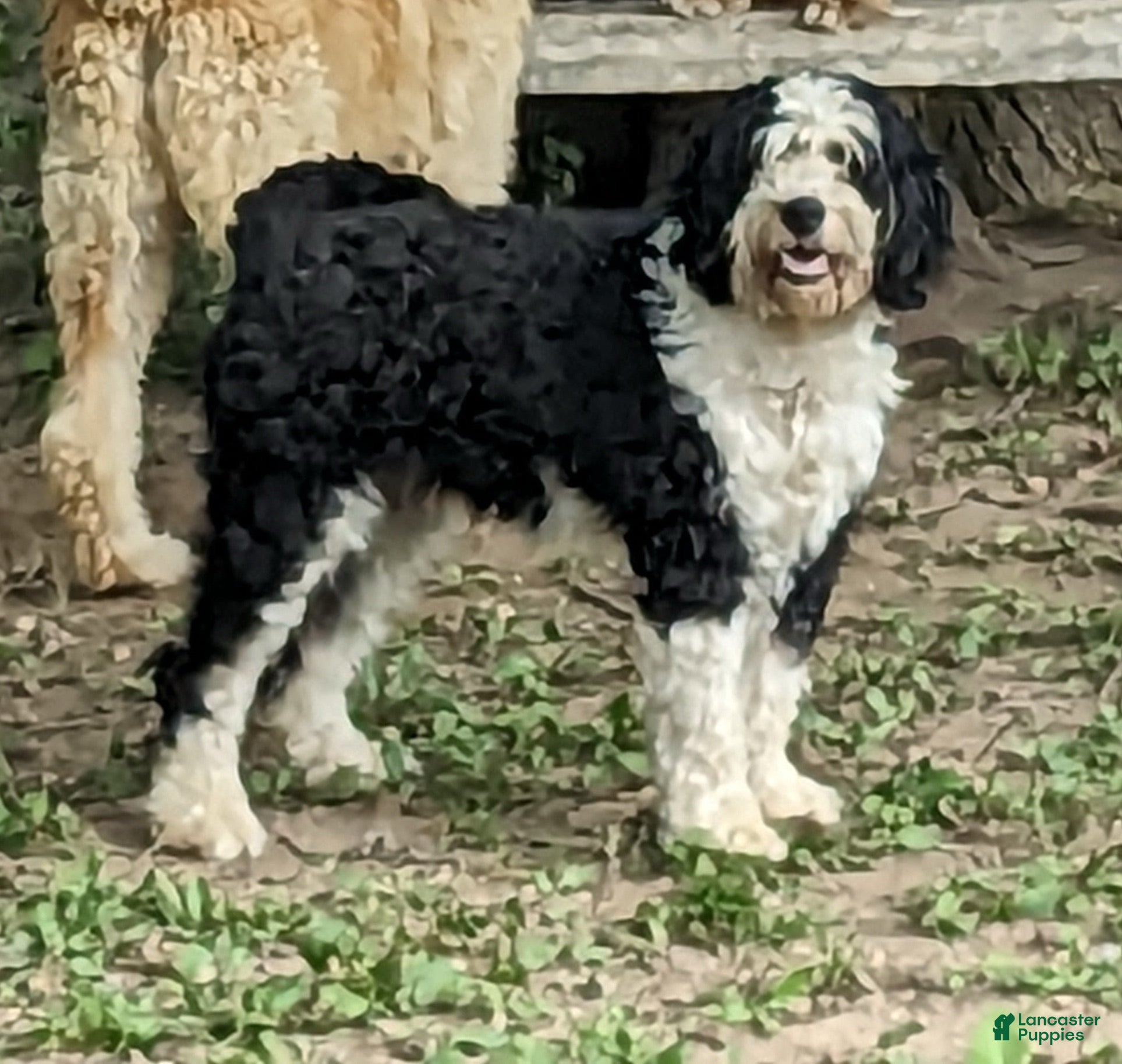 Bernedoodle dogs Pauly - Ad 2