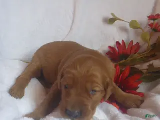 Mixed Breed dogs Mixed Breed Puppy 3 - Ad 9