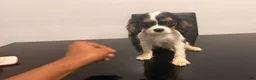Cavalier King Charles Spaniel dogs for sale: princess - Ad 9