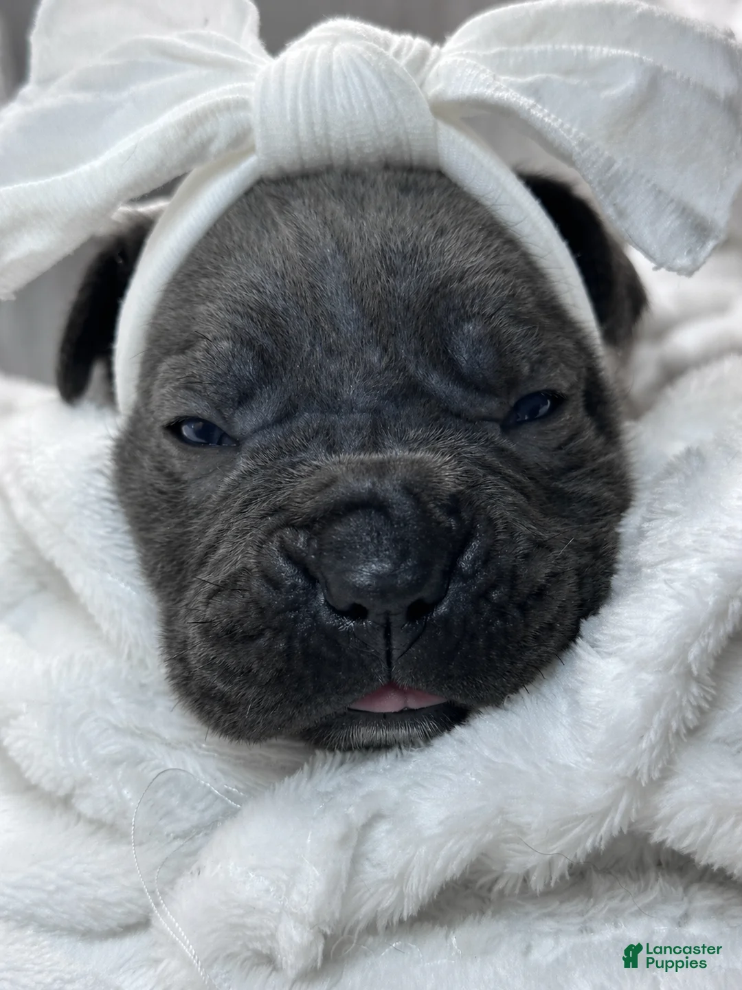 Cane Corso dogs for sale: Cane Corso Puppy 6 - Ad 2