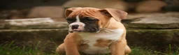 Boxer dogs for sale: Dirk - Ad 4