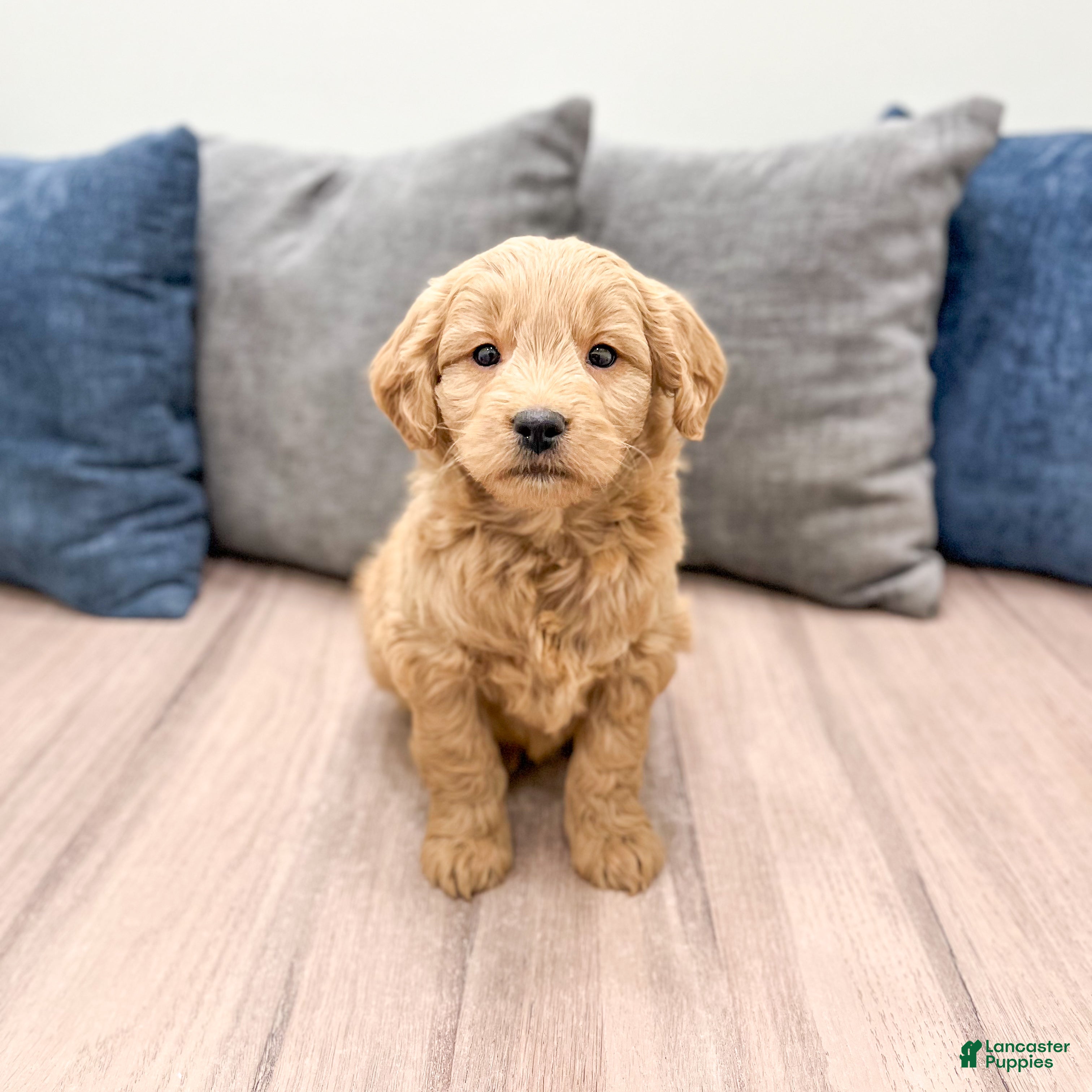 Mini Goldendoodle dogs River - Ad 1