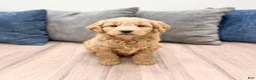 Mini Goldendoodle dogs for sale: River - Ad 1
